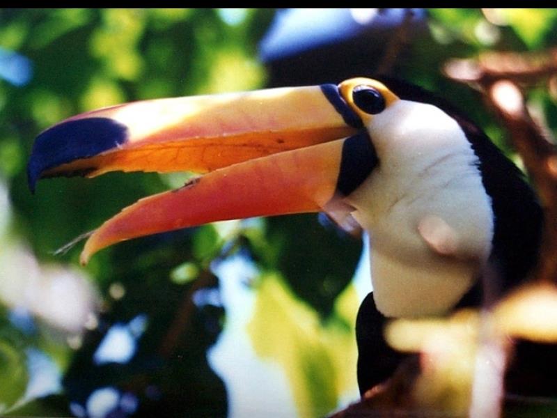 Toucan