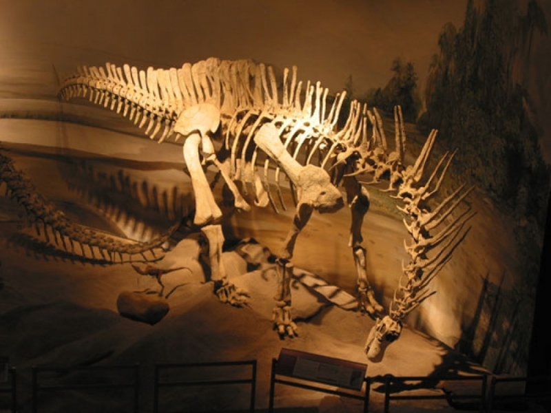 MUSEO PALEONTOLOGICO EGIDIO FERUGLIO
