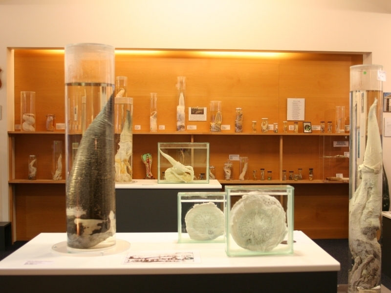 Icelandic Phallological Museum