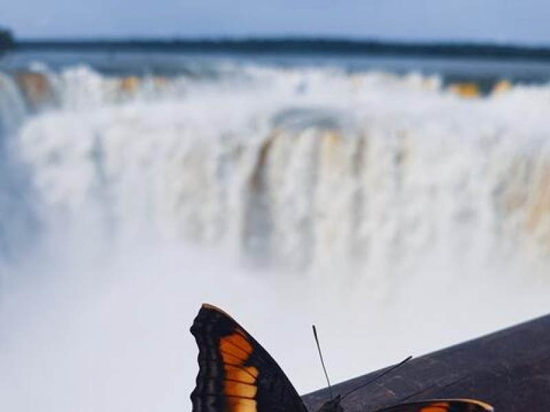Butterflies on Iguazu