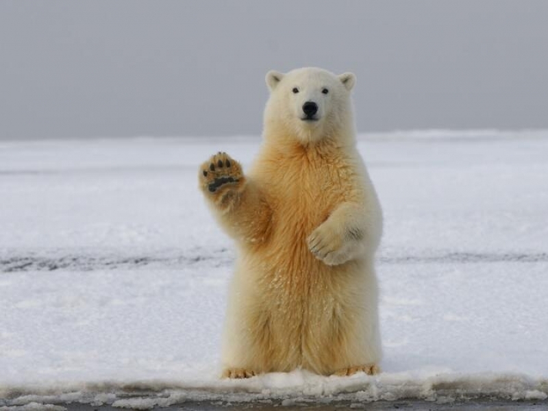 Polar Bear in the Arctic