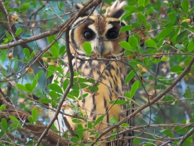 Carlos Thays Botanical Garden: A Green Oasis in the Heart of Buenos Aires